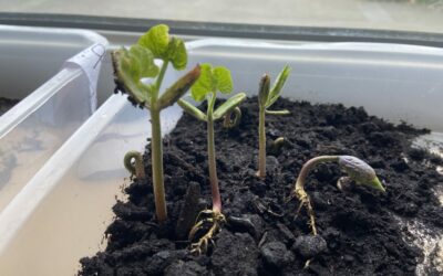 Graines de jardiniers !